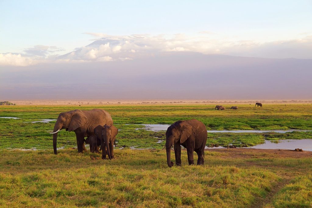 elephants and kilimanjaro from far